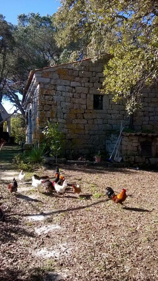 Agriturismo La Vigna Tempio Pausania Eksteriør bilde