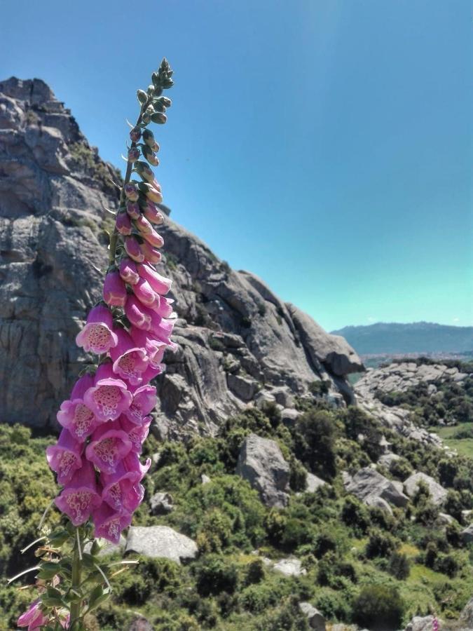 Agriturismo La Vigna Tempio Pausania Eksteriør bilde