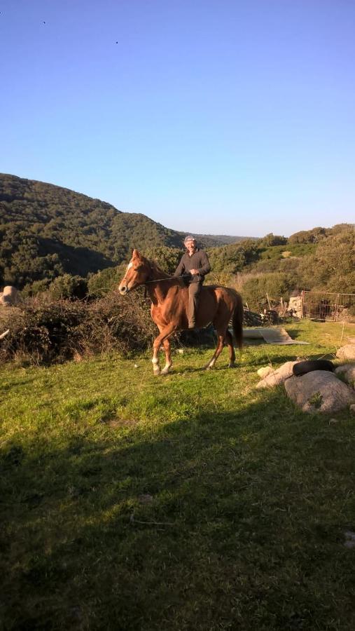 Agriturismo La Vigna Tempio Pausania Eksteriør bilde